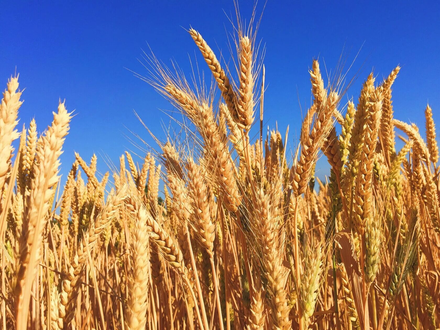 Сельское хозяйство растения. Озимая пшеница Безостая 1. Кубанская пшеница Безостая 1. Ячмень Яровой сорт прерия.