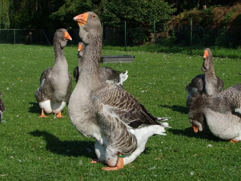 Dewlap Toulouse Goose Geese Breeds