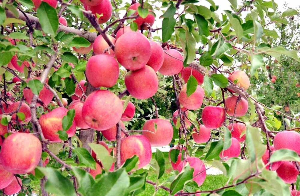 Сорт брянское розовое. Яблоня "розовый налив" (Malus domestica). Яблоня Брянское розовое. Яблоня Пинк Перл. Яблоня летний сорт розовый налив.