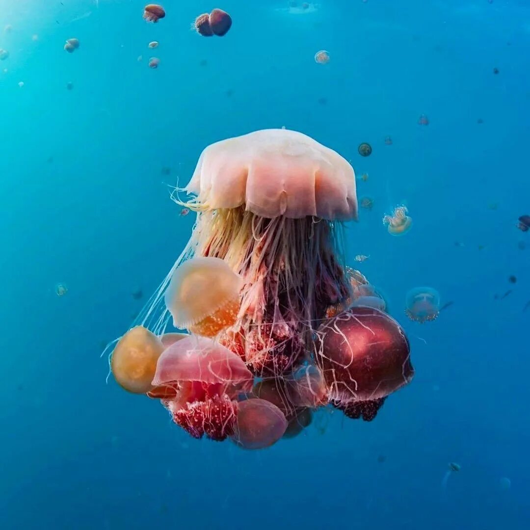 Есть ли медуза. Медуза хрисаора. Морская крапива (chrysaora). Есть ли медуза. Медуза цианея.