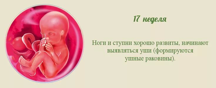 Беременность 16-17 недель по плоду развитие. Рост плода на 17 неделе беременности. Размер малыша на 17 неделе беременности. 17 Недель беременности размер плода. 19 недель размер плода