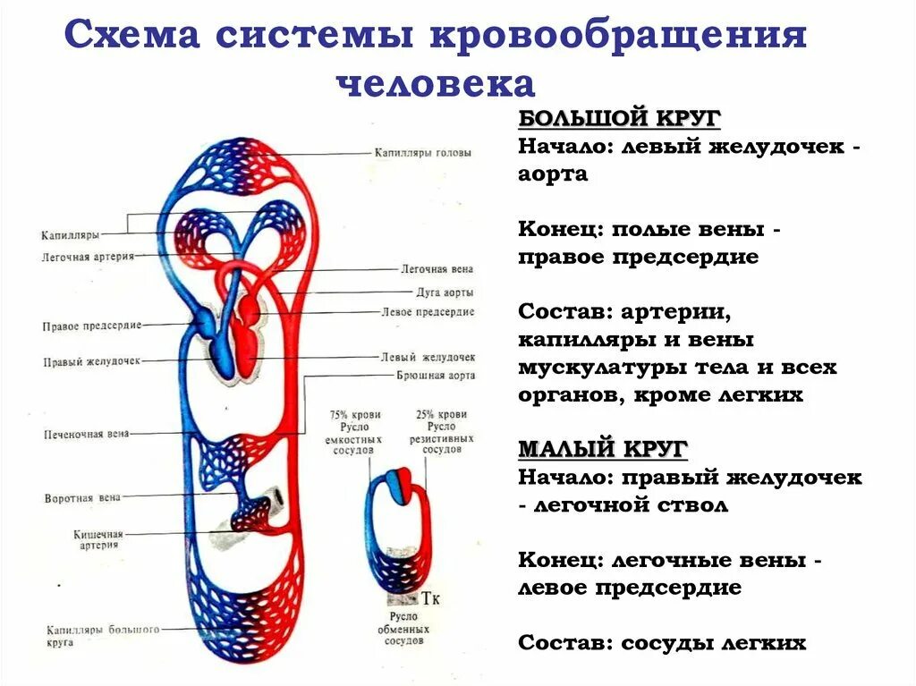 В каком отделе сердца заканчивается большой круг. В каком отделе сердца заканчивается большой круг