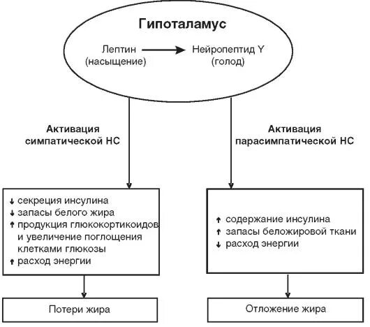 Регуляция голода и насыщения отдел мозга