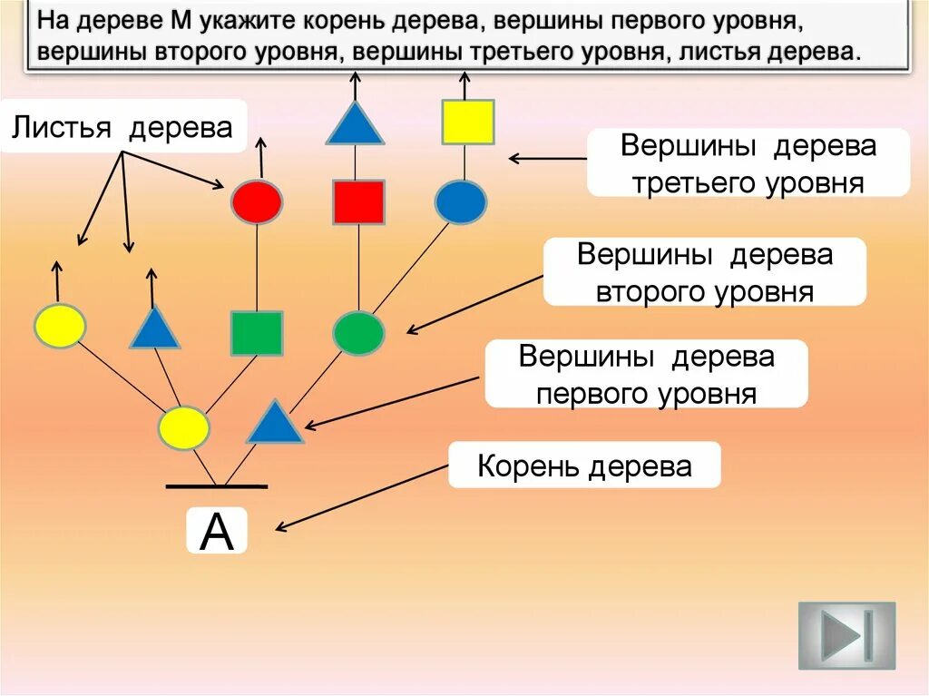 В дереве 4 вершины сколько. Информатика уровень вершины дерева. информатика 3 класс уровни вершин дерева. дерево информатика 3 класс. вершина дерева информатика.