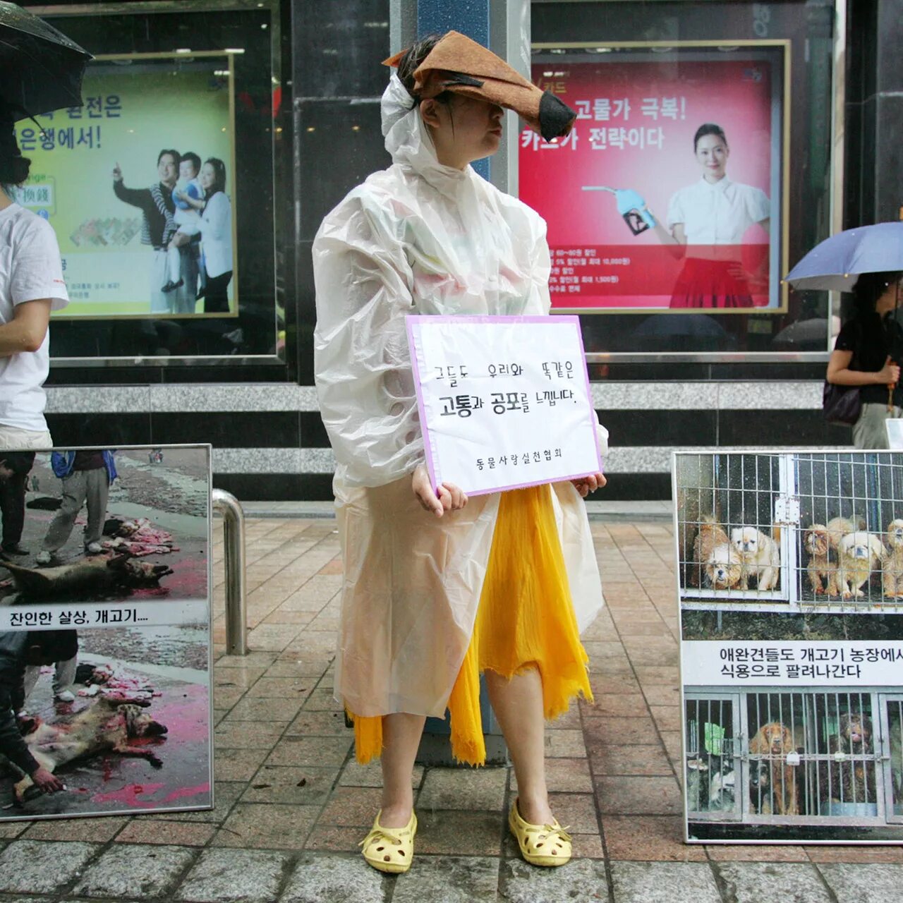 Рынок Карее собачий в Корее. Рынок собачьего мяса в Южной Корее. Собачатина в Корее запрещена ли?. Почему корея закрыта