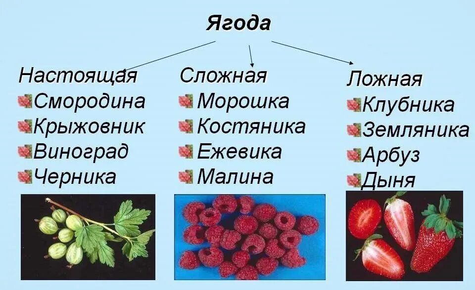 Ягода с ботанической точки зрения. Классификация ягод. Ягоды названия. Ягода (плод) ягоды. Классификация плодов и ягод.