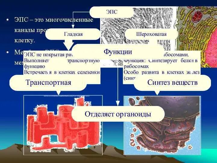 Шероховатая эпс участвует в синтезе. ЭПС. Эндоплазматическая сеть (ЭПС). Эндоплазматическая сеть рибосомы комплекс Гольджи лизосомы таблица. Функции гладкой ЭПС.