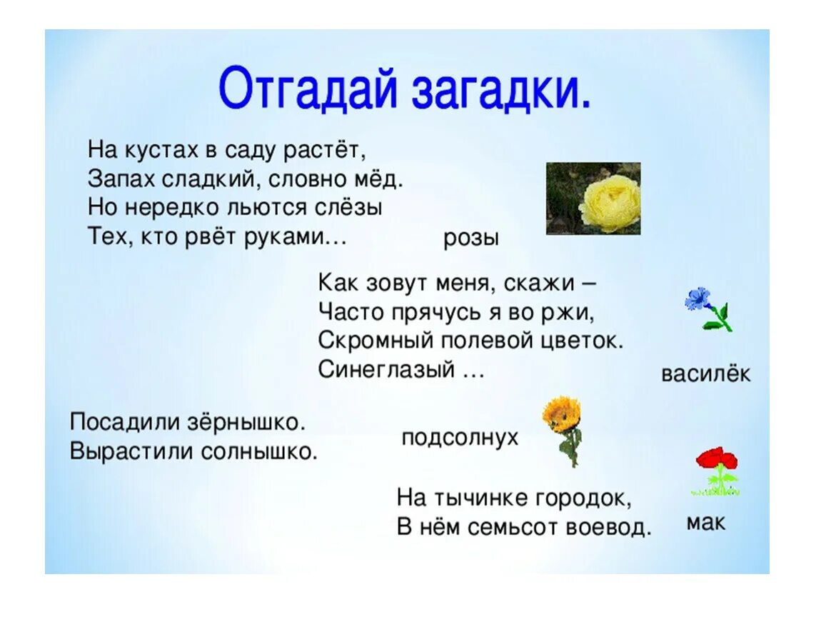 Загадка на слово растение. Загадки про цветы для детей. Загадки и поговорки про растения. Загадки про цветы для детей. Интересные загадки о цветах.