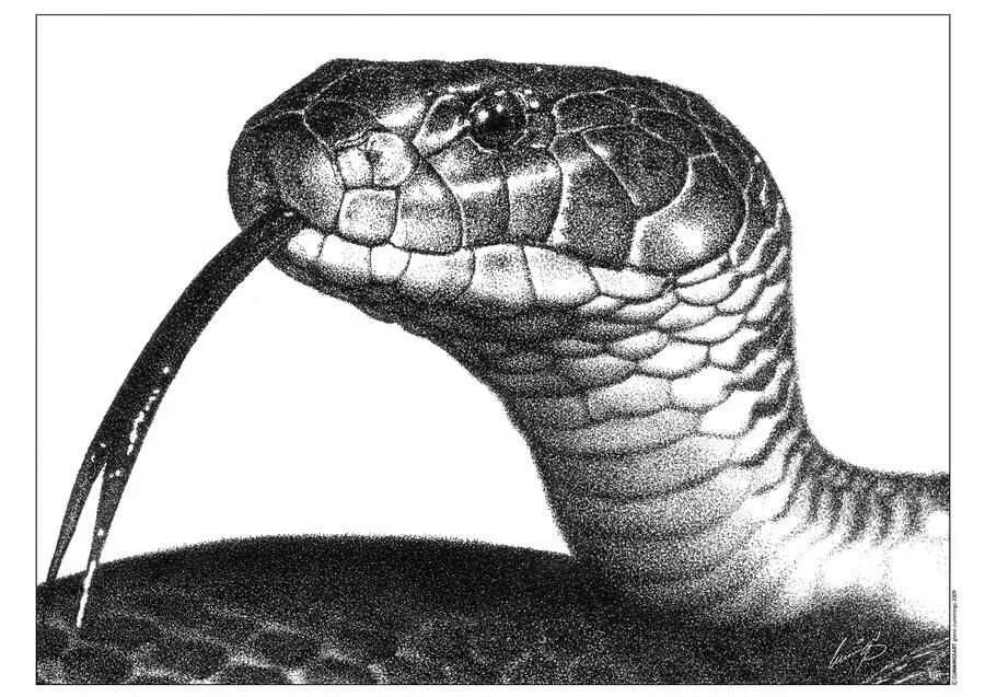 Голова змейки. Змея голова. Змея карандашом. Змеиная голова. Реалистичные змеи.