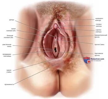 Tufts university female anatomy what does a woman squirts - free nude pictu...