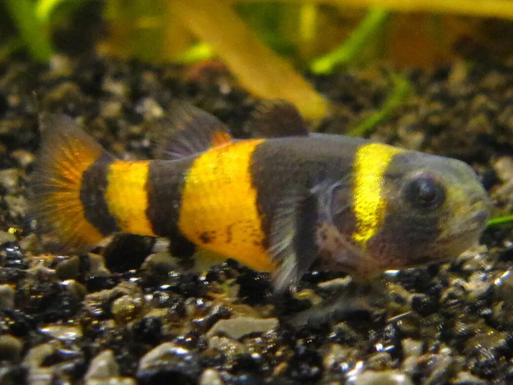 брахигобиус ксантозона. аквариумные рыбки пчелки. пецилия рыбка. бычок пчёлка - брахигобиус (m). брахигобиус ксантозона.