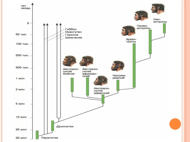 Эволюционное Древо человека 11 класс. Схема эволюции развития человека. Древо эволюции человека Антропогенез. Происхождение и Эволюция человека 8 класс биология схема.