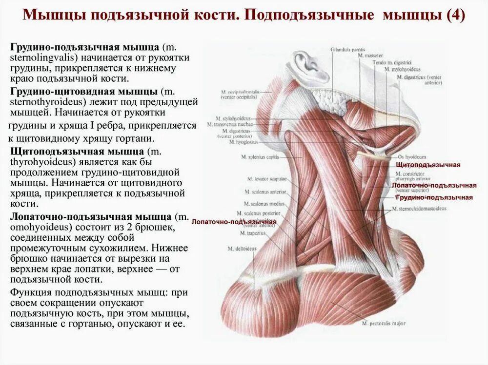 Надподъязычные мышцы шеи. Мышцы головы и шеи анатомия на латинском. Подзатылочные мышцы шеи анатомия. Топография шеи анатомия треугольники. Нижнее брюшко.