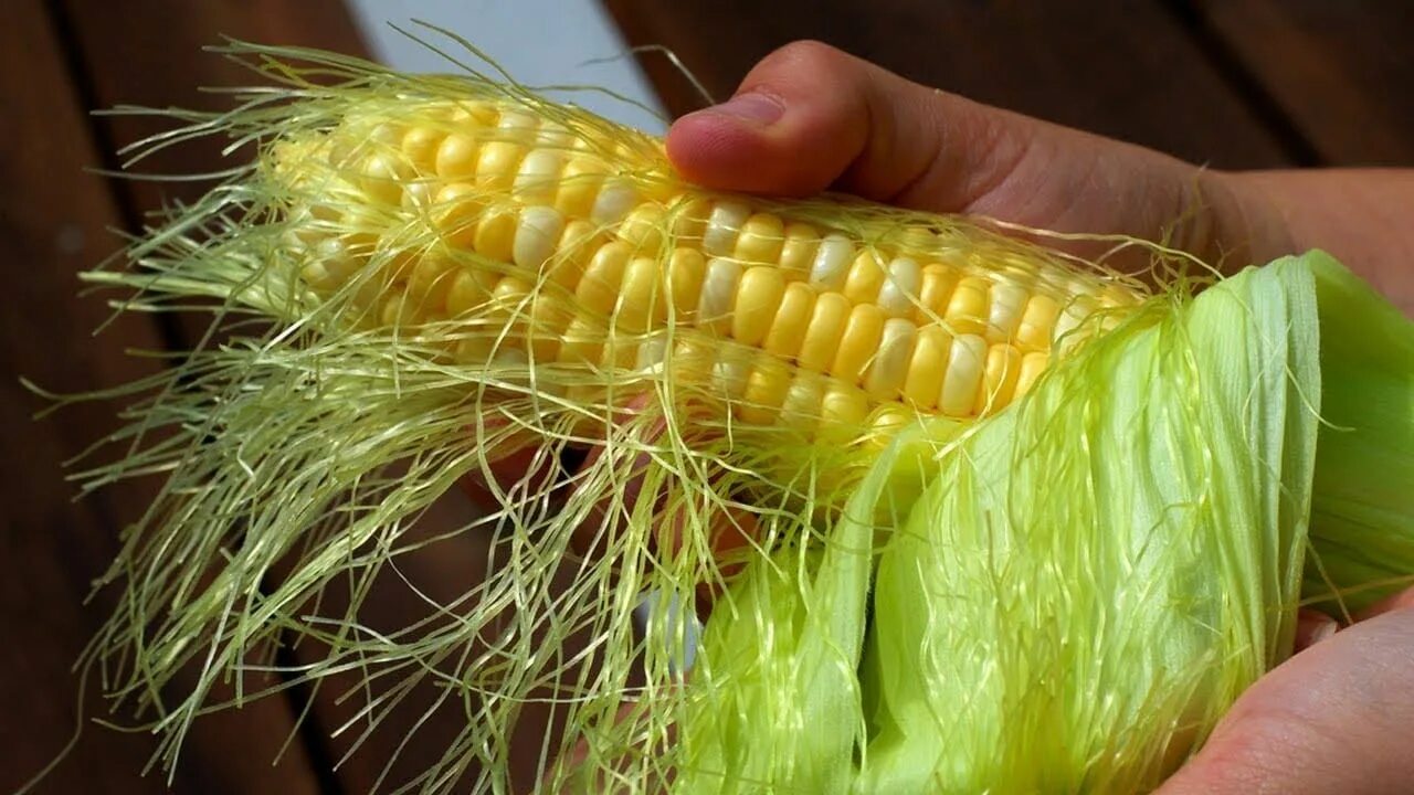 Куры можно кукурузы. Рыльца кукурузы. Кукурузные рыльца на кукурузе. Кукурузные рыльца на початке. Кукуруза с волосами.