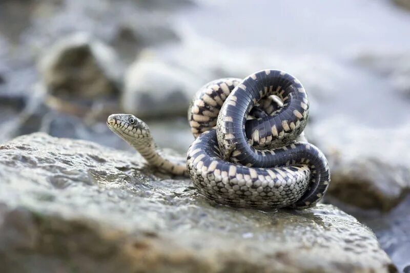 змея гадюка ставропольского края. гюрза змея в дагестане. обыкновенный уж ужеобразные. змея гадюка ставропольского края. водяной щитомордник змея.