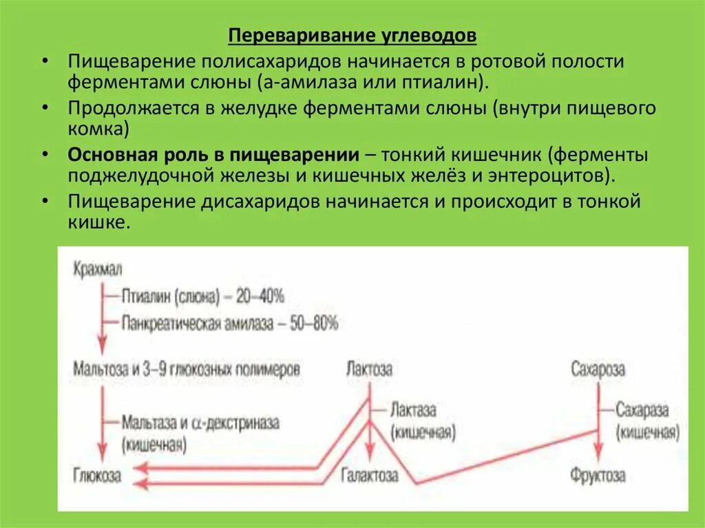 Переваривание полисахаридов. Переваривание углеводов в ротовой полости. Переваривание углеводов начинается в ротовой полости. Ферменты переваривания углеводов амилаза.