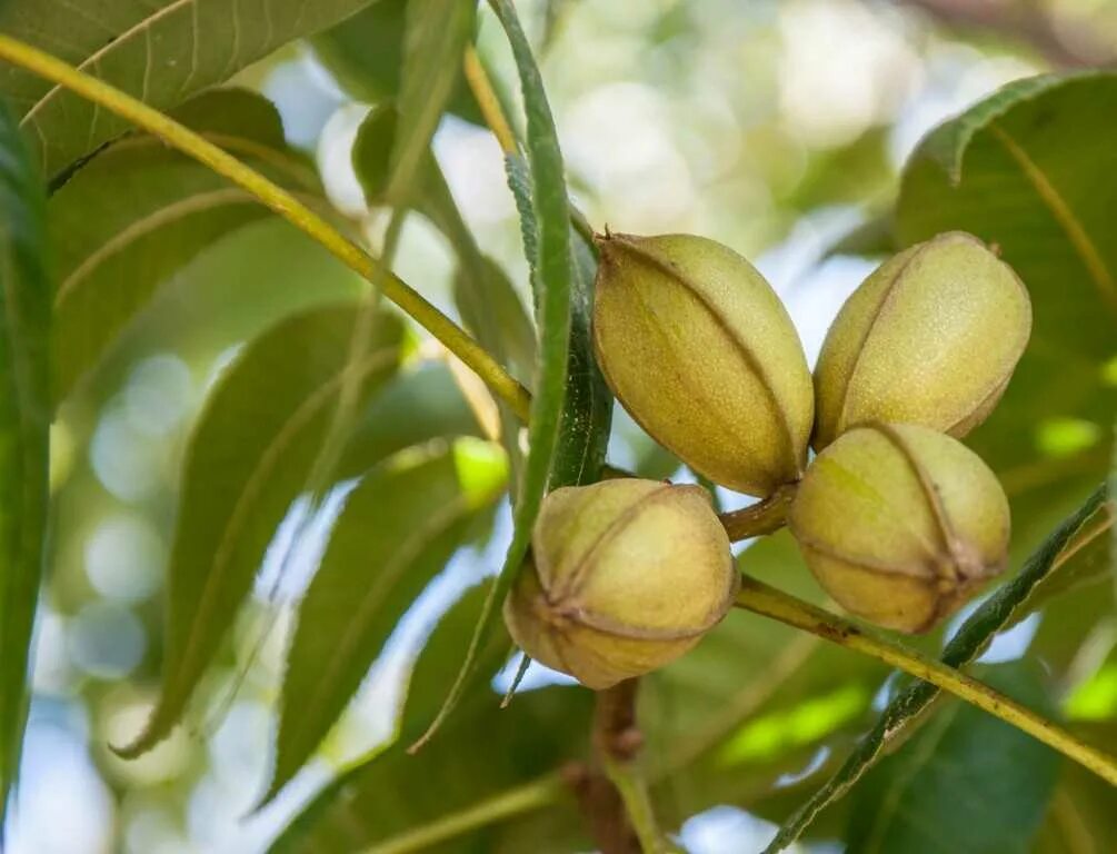 Орех пикантный. Орех пекан (Carya ILLINOINENSIS) - плантация. Пекан обыкновенный. Китайский орех пекан. Орех пекан дерево.