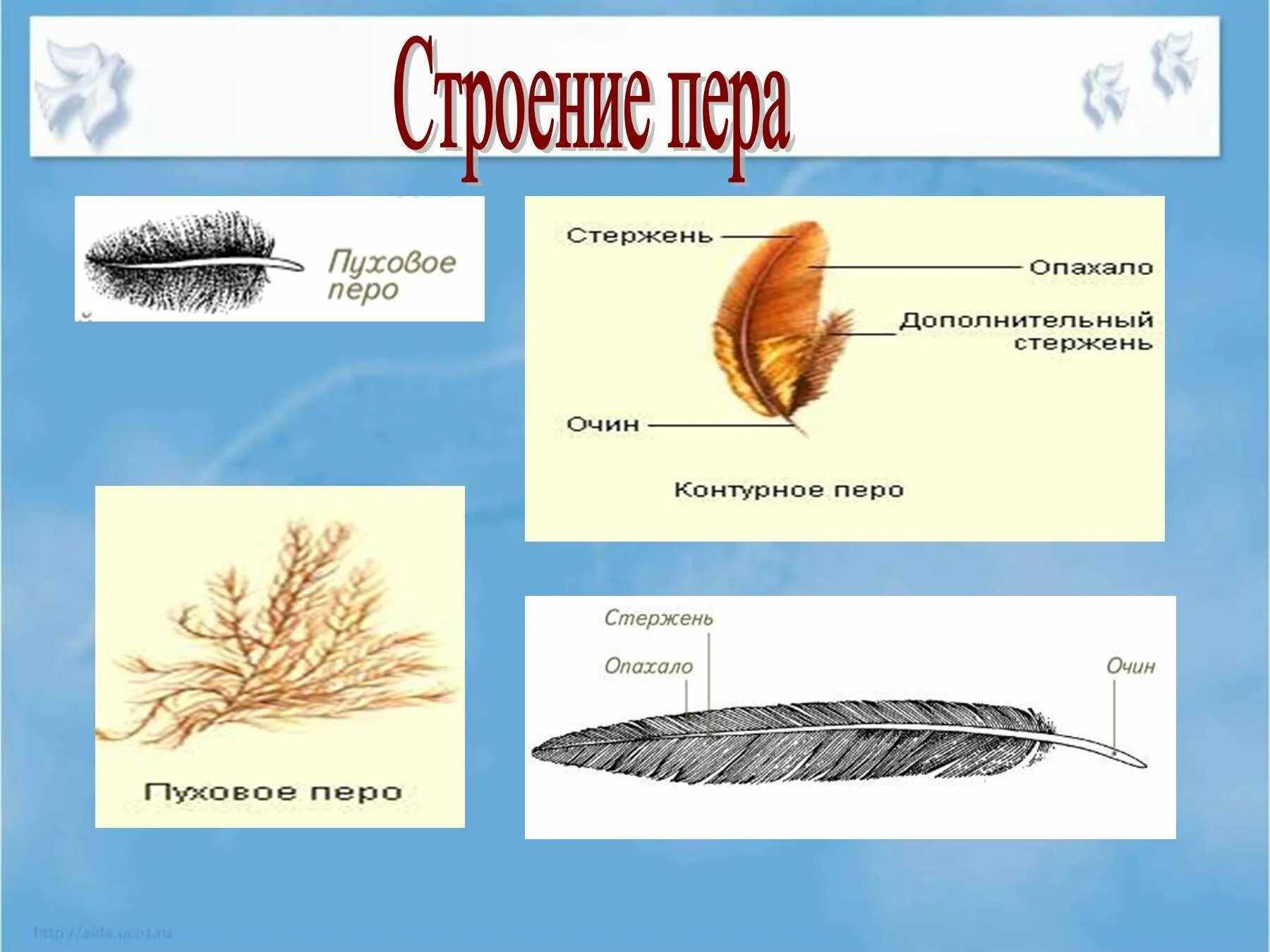 Рассмотрите набор перьев найдите среди них контурное. Пуховое перо птицы строение. Пуховое перо у птиц биология 7. Строение перьев птицы биология 7 класс. Пуховое перо строение биология 7 класс.