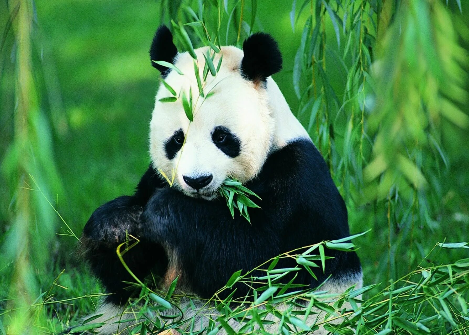 Panda n