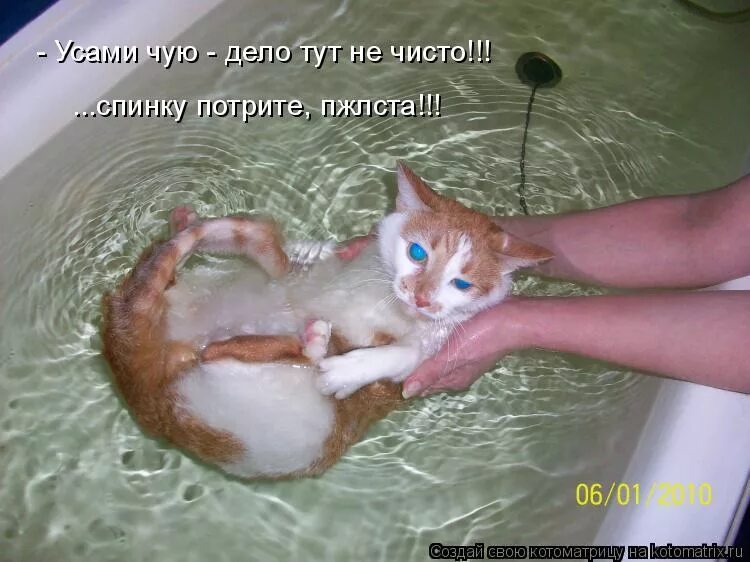 отмель фильм 2016. блейк лайвли отмель кадры. купание кота. хотели ее искупать но не знали. мемы купал кота.