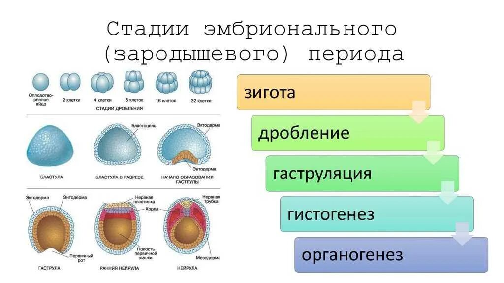 Начальный этап развития оплодотворенного яйца носит название. Гаструляция зиготы. Стадии эмбриогенеза бластула гаструла нейрула. Эмбриональный период развития дробление. Стадии бластулы в эмбриогенезе хордовых животных.