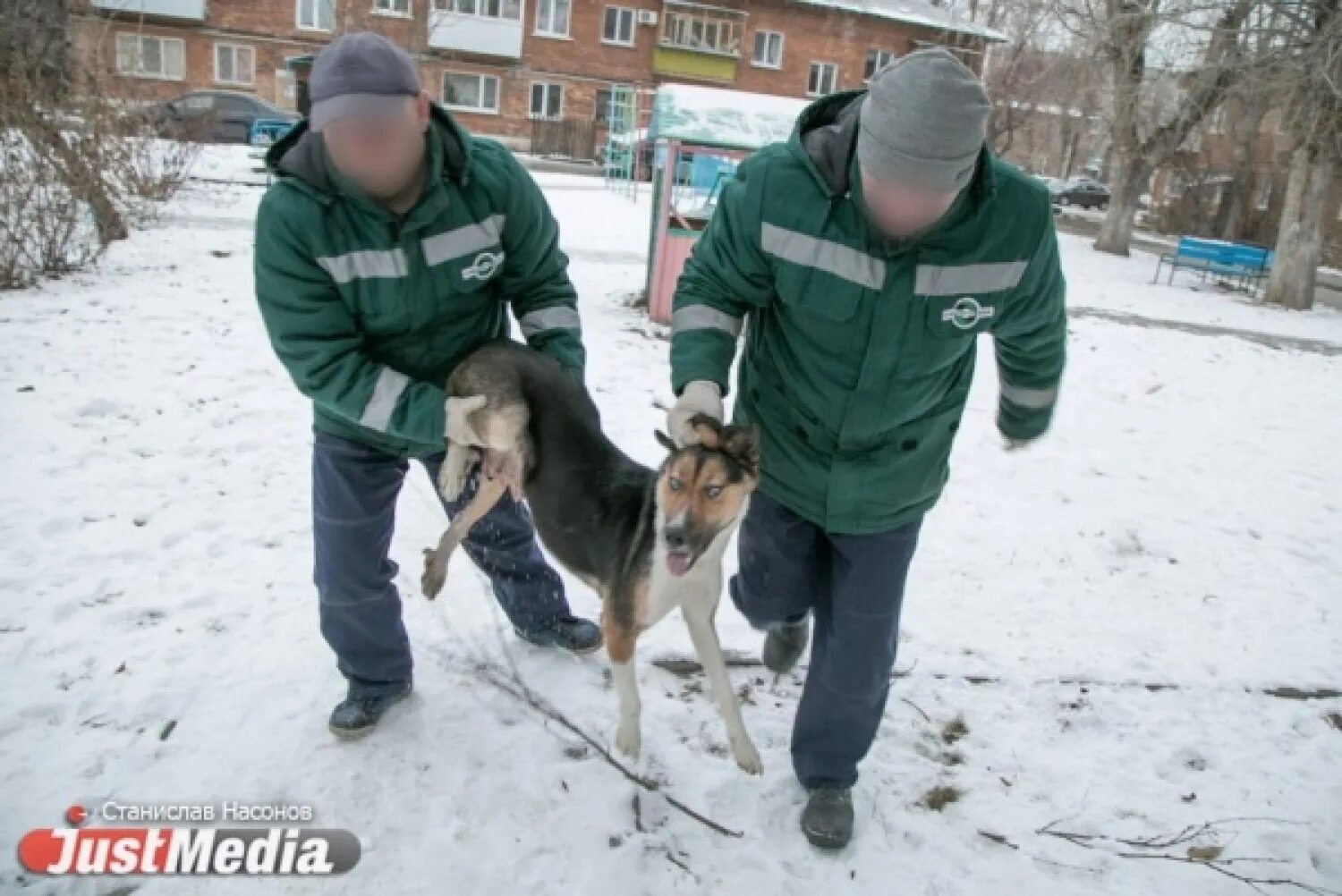 Отлов бродячих животных. Отлов бродячих собак в Екатеринбурге. Усыпление бродячих животных.