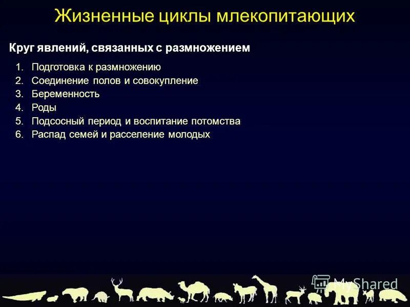 Годовой цикл в жизни млекопитающих. Жизненный цикл млекопитающих схема. Схема годового цикла млекопитающих. Годовой жизненный цикл млекопитающих 7 класс биология. Схема годового жизненного цикла млекопитающих.