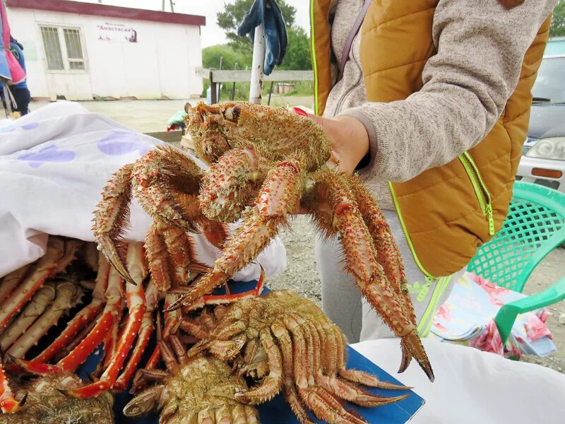 Дальневосточный краб. Камчатский краб дальнего Востока. Краб колючий Дальневосточный. Дальневосточный краб-Хелице. Виды дальневосточных крабов