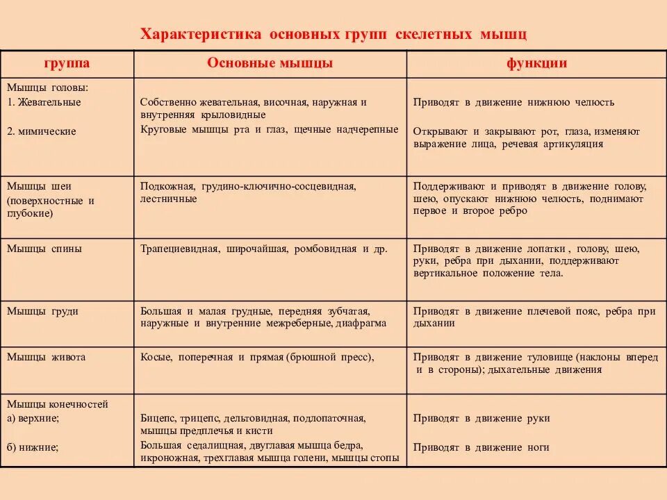 Мышцы туловища спереди функции таблица. Описание групп скелетных мышц таблиц. Таблица группы мышц 8 класс. Основная группа мышц таблица. Распределите мышцы по группам