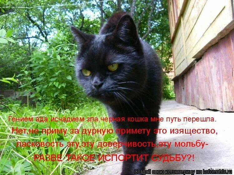 Черный кот хорошо или плохо. День черной кошки. черный кот котоматрица. черный кот плохая примета. день черных кошек.