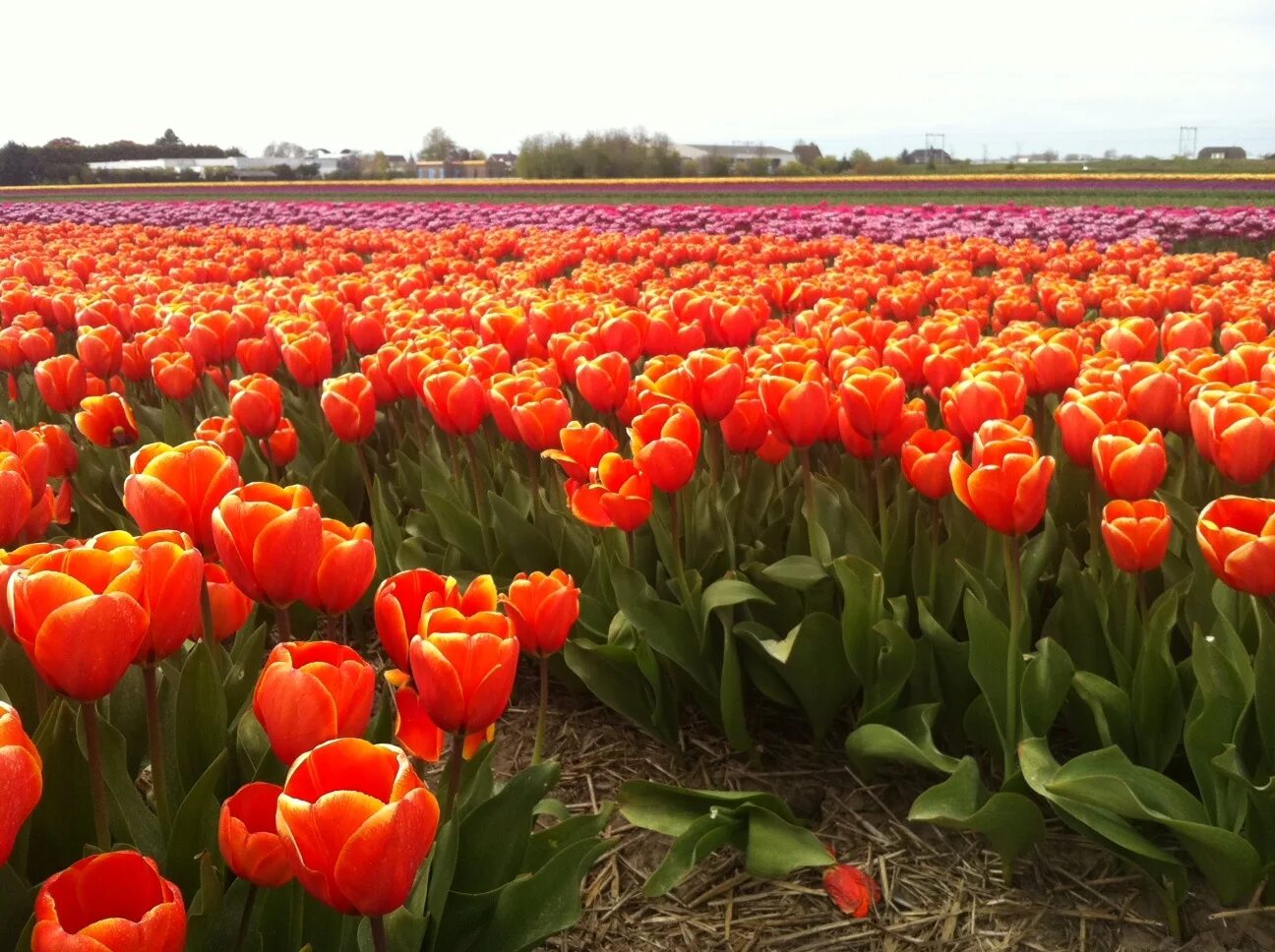 Где тюльпановые поля. Тюльпановые поля в Голландии. Амстердам тюльпановые поля. Цветение тюльпанов в Голландии. Амстердам тюльпаны плантации.