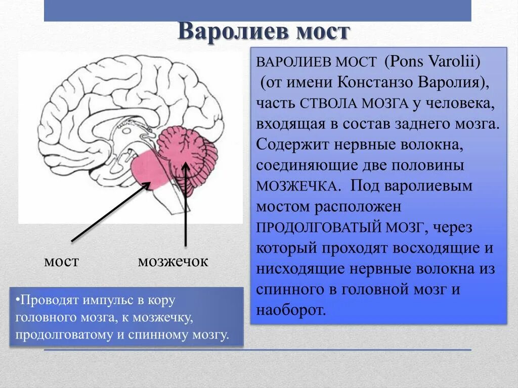 Что входит в состав заднего мозга. Отделы головного мозга варолиев мост. Головной мозг варолиев мост. Варолиев мозг строение. Констанзо варолий.