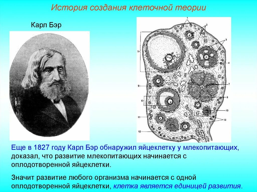 Клеточная теория строения организмов. Карл Бэр клеточная теория. Яйцеклетка млекопитающих Карл Бэр. Карл Бэр открытие клетки. Карл Бэр открытия клеточной теории.