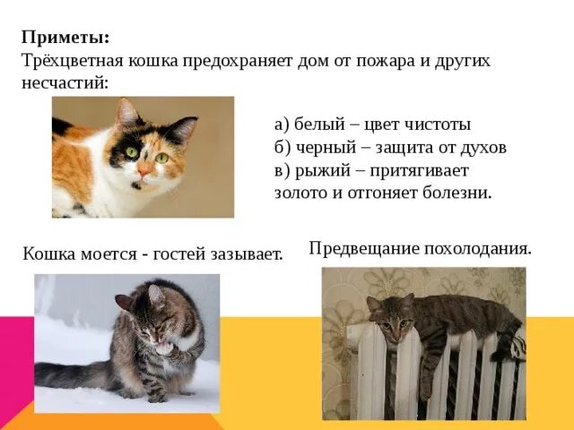 К чему приходят кошки примета. Трехцветный котенок приметы. Приметы про котов. Приметы о котах. Трехцветная кошка приметы.