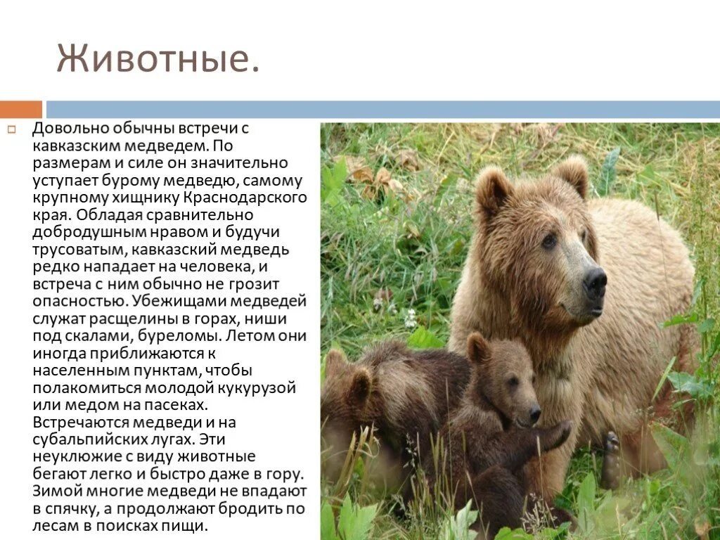 Растительный и животный мир краснодарского края. Растительный и животный мир кубани. Шакал описание. Животный мир краснодарского края. Дикие животные и растения краснодарского края.