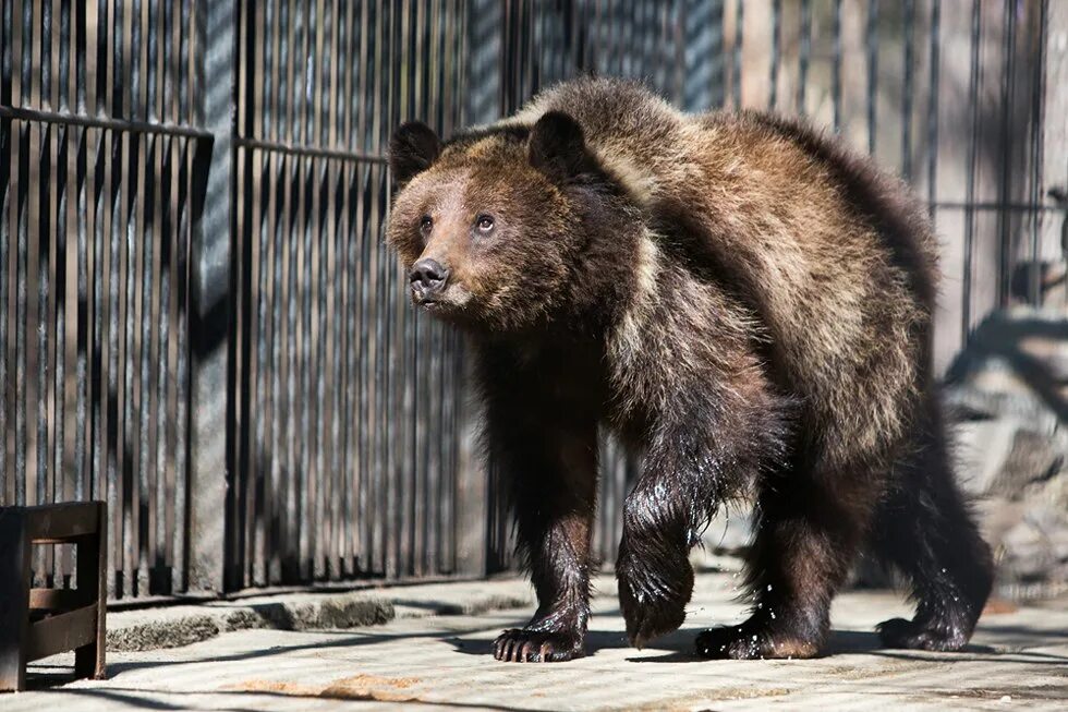 Какие животные обитают в новосибирске. Новосибирский зоопарк бурый медведь. Новосибирский зоопарк Росомаха. Бурый медведь и Росомаха. Московский зоопарк бурый медведь.
