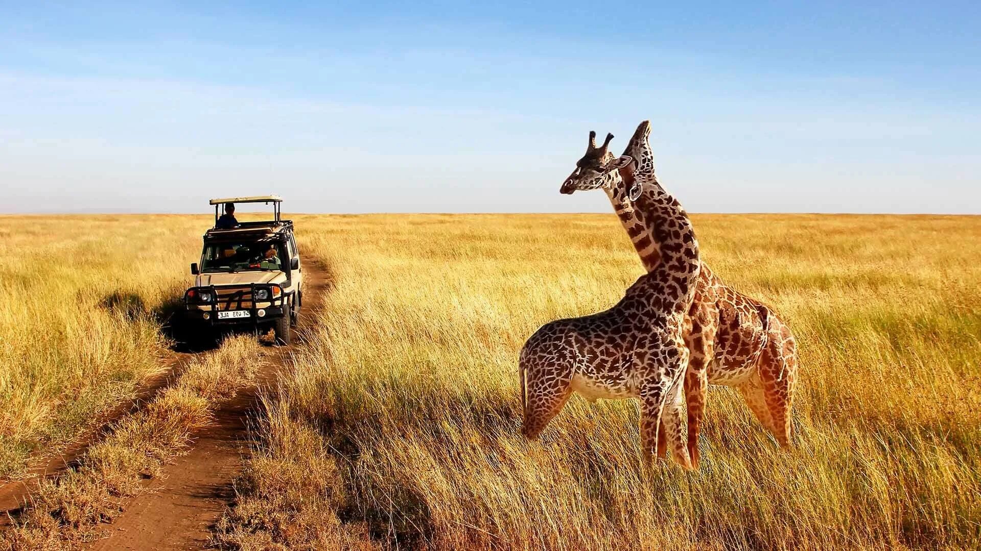 Africa safari. Сафари в Танзании парк Серенгети. Танзания парк Серенгети сафари Джипы. Сафари в национальном парке Серенгети, Танзания. Кения Саванна.