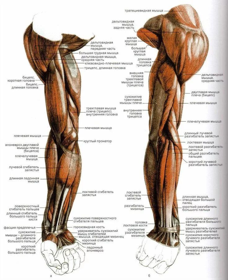 Стороны предплечья. Мышцы руки анатомия. Мышцы руки Баммес. Мышцы верхних конечностей пластическая анатомия. Мышцы руки анатомия человека с названием.