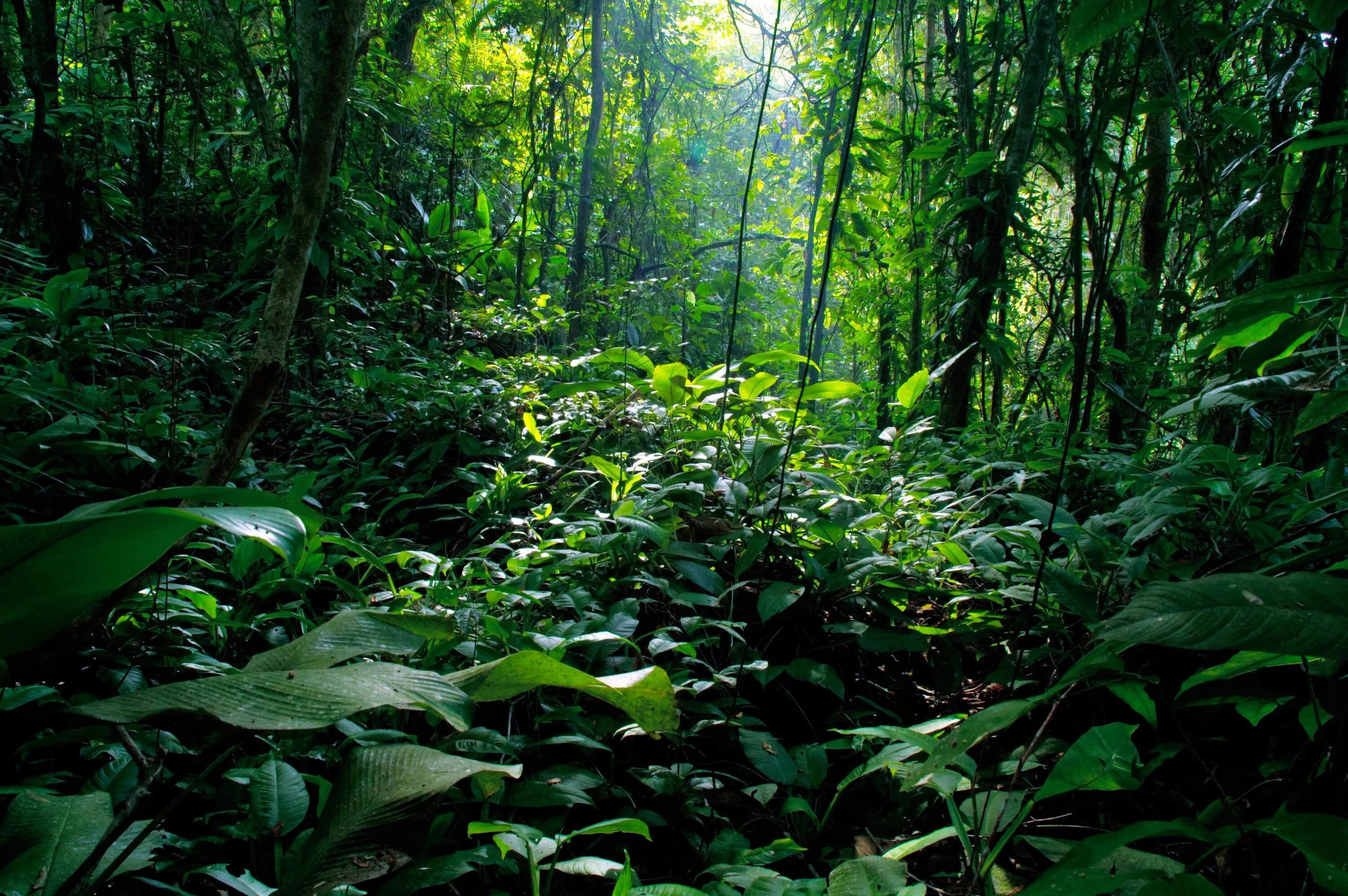 Нижний ярус тропического леса. Джунгли Борнео. Листопадные тропические леса. Влажные листопадные тропические леса Африки.