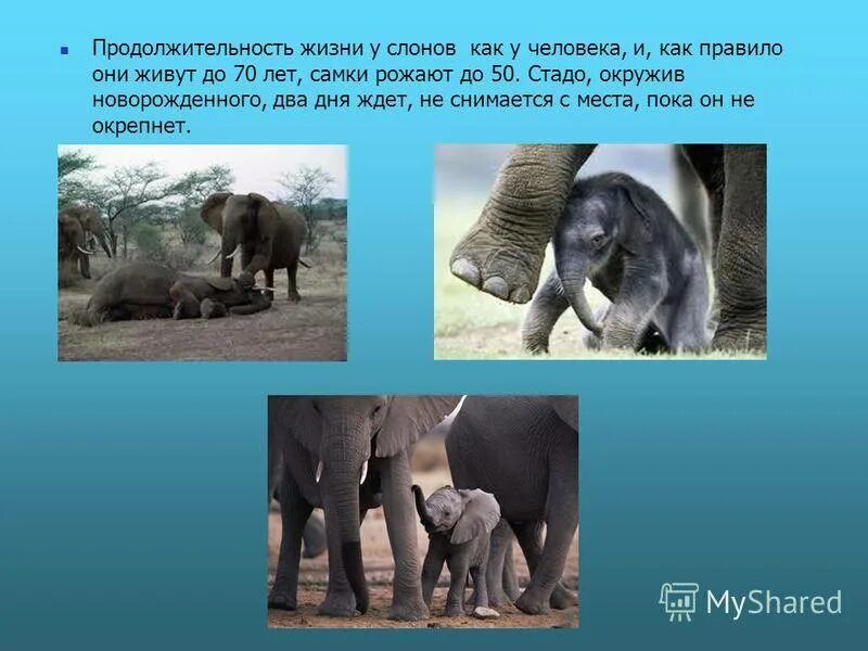 Продолжительность жизни слонов. Африканский слон Продолжительность жизни. Длительность жизни слона. Сколько живут слоны слоны.