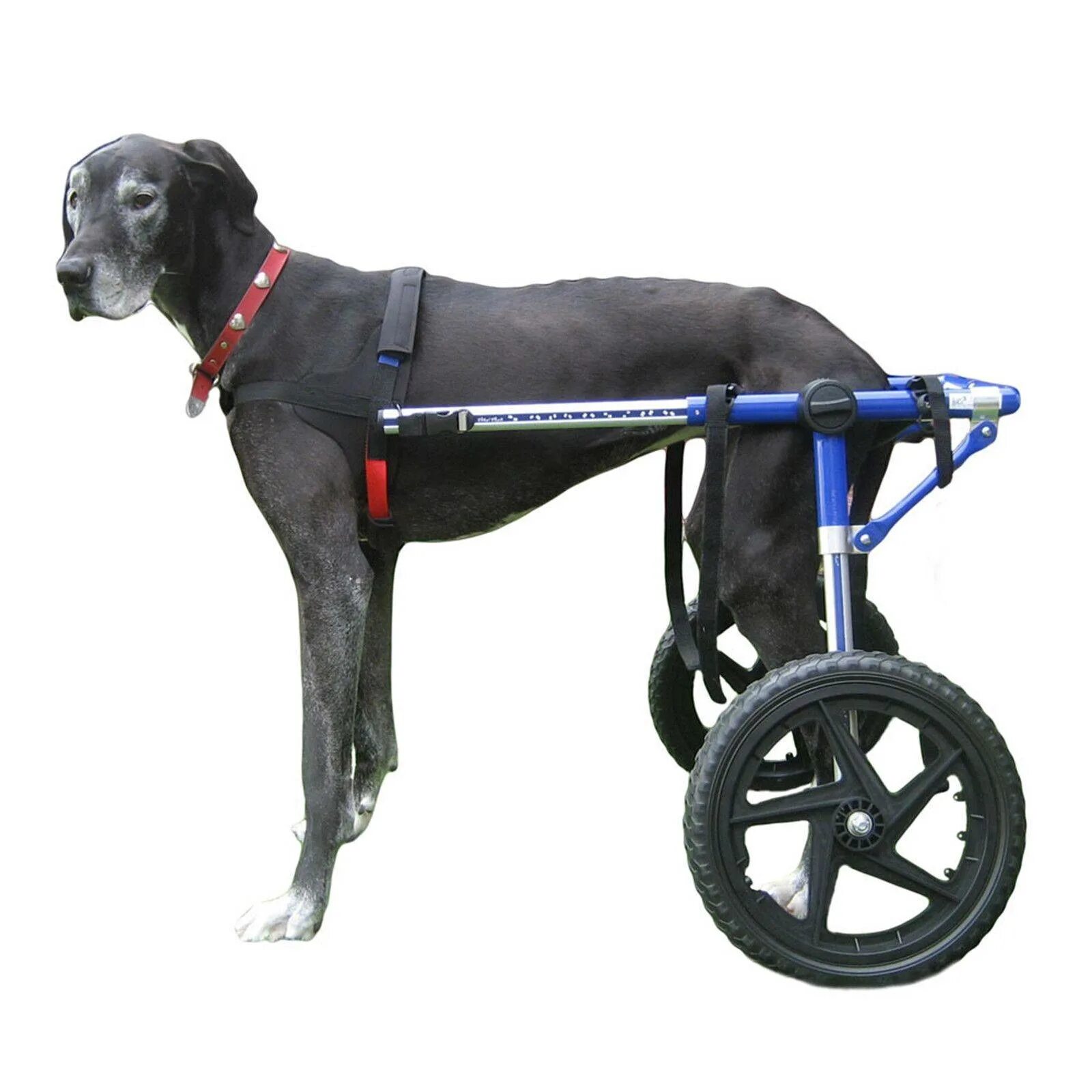 Собака лапа инвалид. Инвалидная коляска для собак Walkin Wheels. Инвалидные коляски Dog wheelchairs. Коляска для собак Walkin' Wheels. МАРКМОБИЛЬ инвалидные коляски для собак.