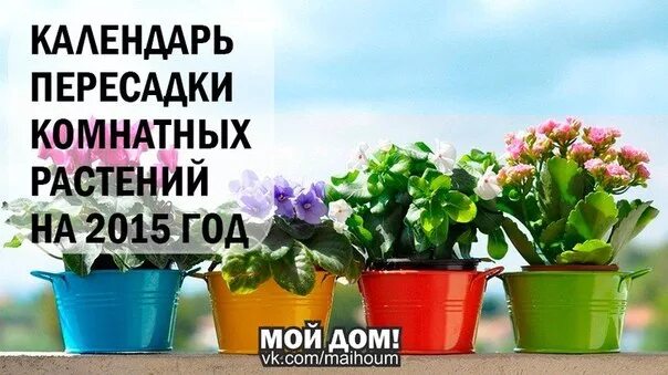 пересадить комнатные цветы. календарь комнатных растений. пересадка комнатных цветов в марте 2024 года. пересадка комнатных цветов в марте 2024 года. календарь комнатных растений.