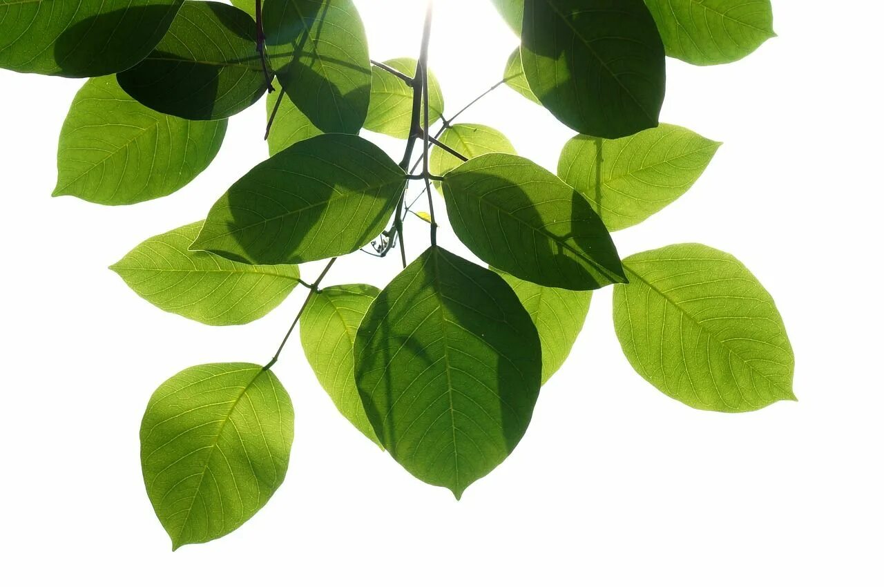 Natural leaves. Лист фикуса. Зеленый лист. Листья на белом фоне. Зеленые листья на белом фоне.