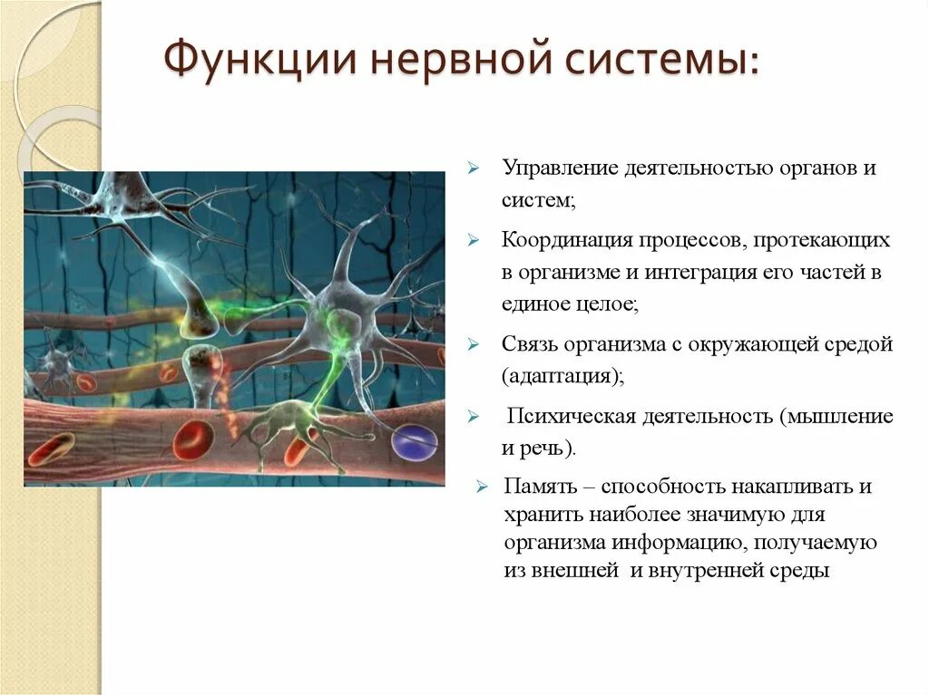 Функции нервной системы. Функции ервнойсистемы. Основные функции нервной системы. Функции нервной системы неврология.