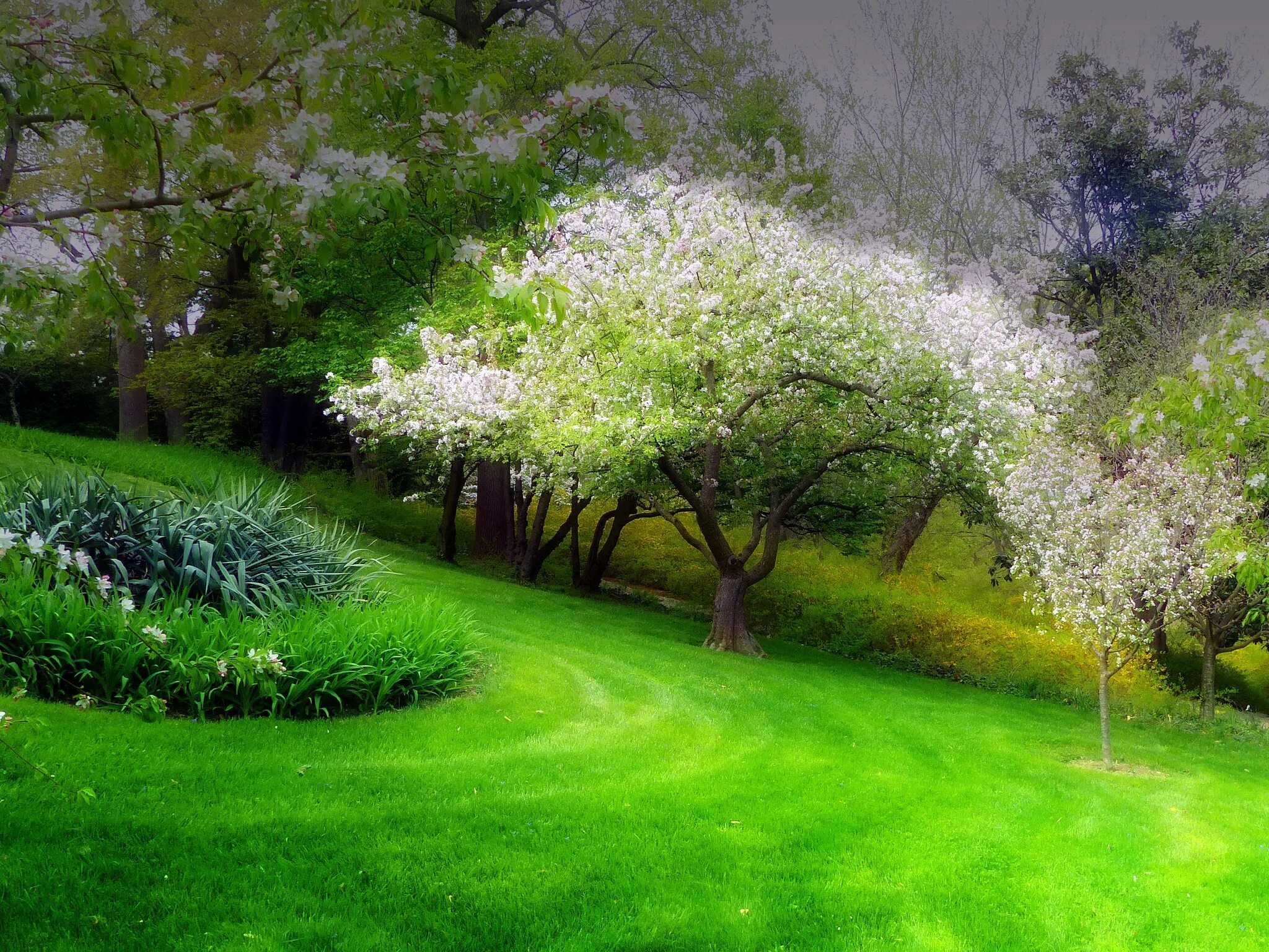 Цветущие сады. Весенний сад. Весенняя природа. Природа цветущие сады. Natural spring