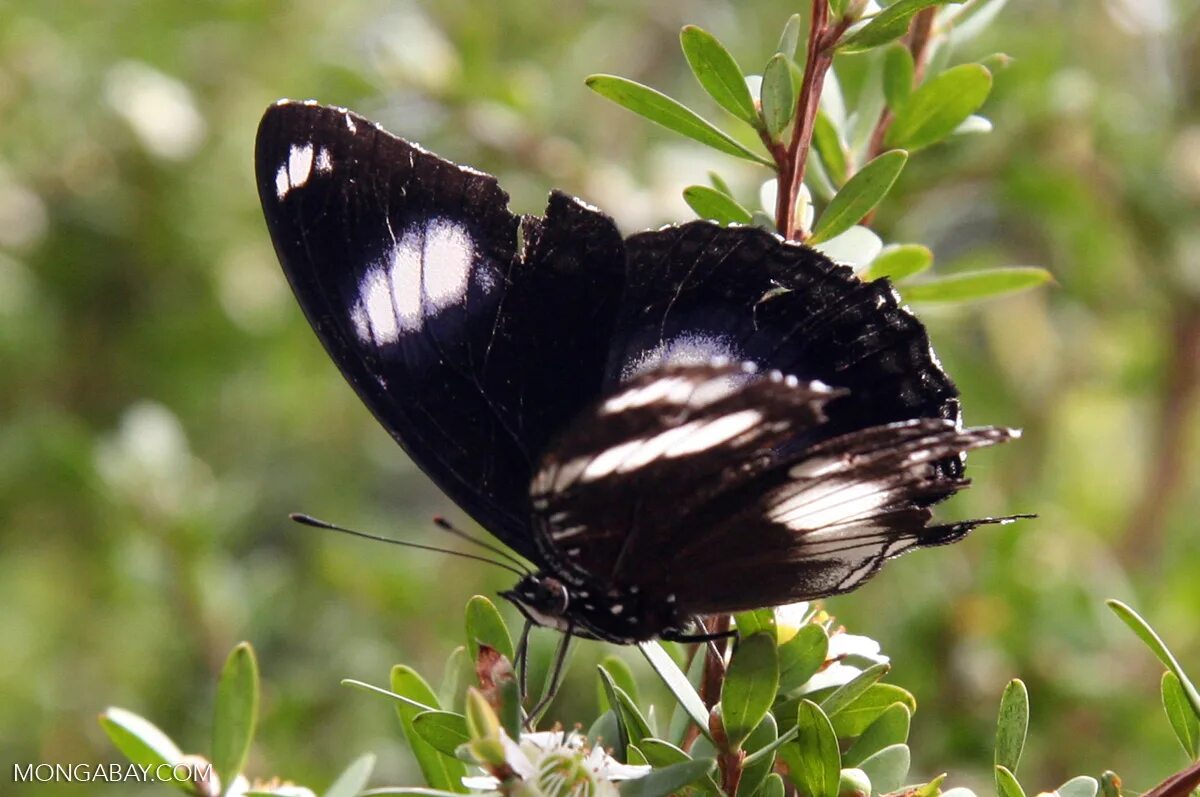 Бабочки о. Калимантан. Бабочка черная с белыми пятнами. Большая черная бабочка с белыми пятнами. Черная маленькая бабочка с белыми пятнами. Бабочка черный рынок