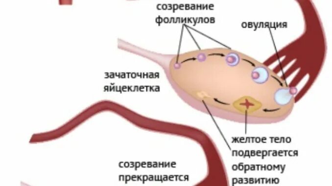 Созревание фолликула в яичнике происходит. Созревание фолликула и овуляция. Созревший фолликул. Синдром поликистозных яичников.