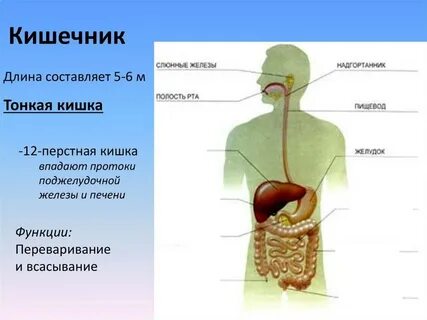 Желудок какая система органов