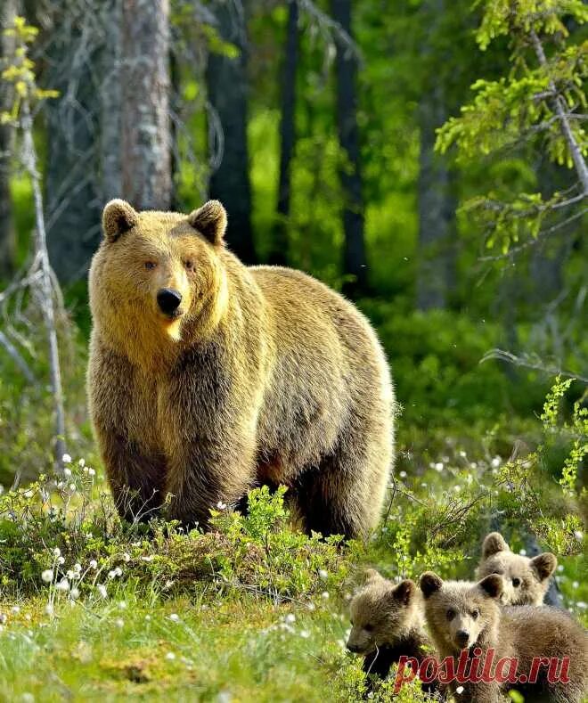 Animals posting. Гризли североамериканский бурый медведь. «Медведица с медвежатами» Кемерово. Бурый медведь Беларуси. Бурый медведь в Подмосковье.