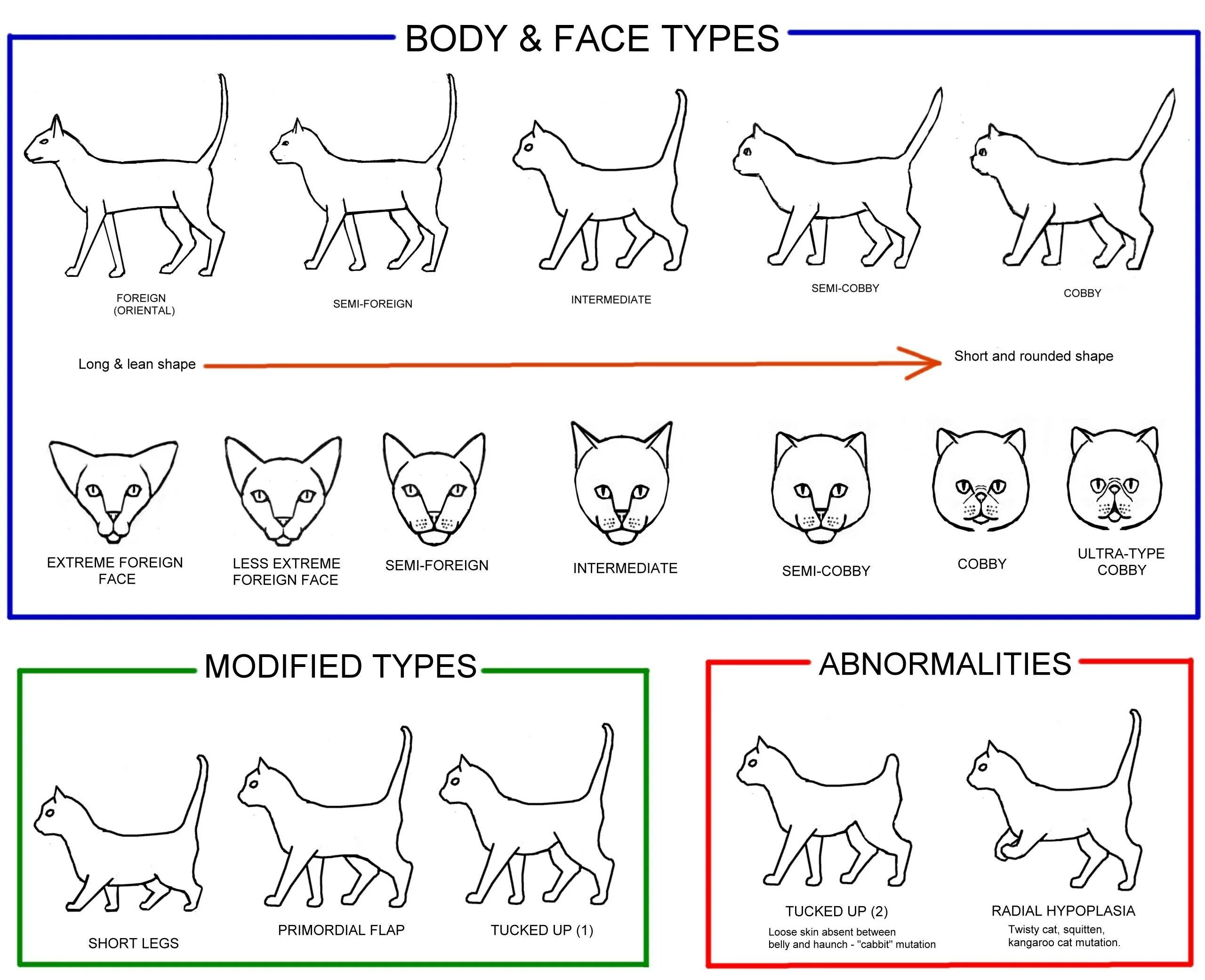 Как отличить породистого. Породы кошек схема. Разновидность кошачьих пород. Породы кошек рисунки. Пинч у кошек.